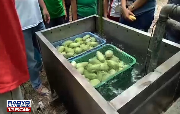 Paraan para maiwasan ang pagkabulok agad ng mga mangga sa Bataan